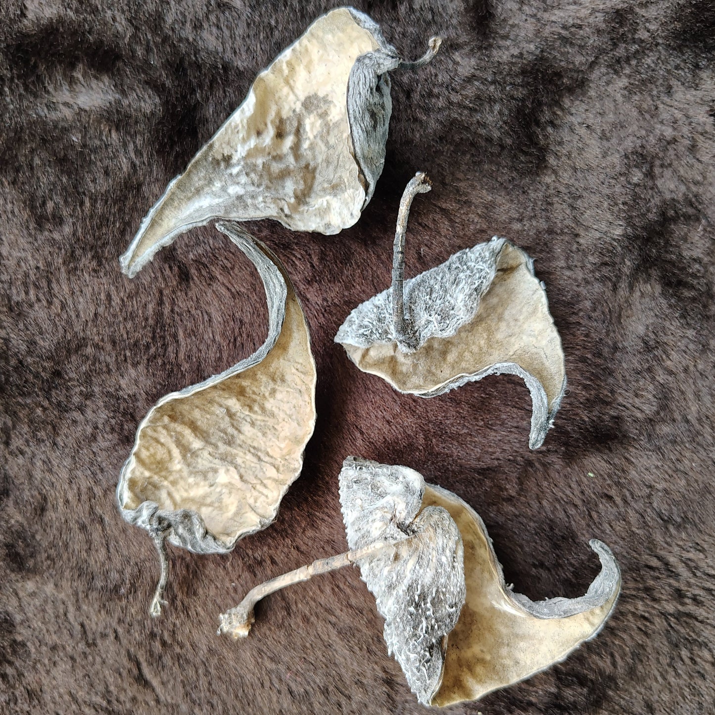 Milkweed Pod